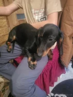Prodám štěňatka jezevcika