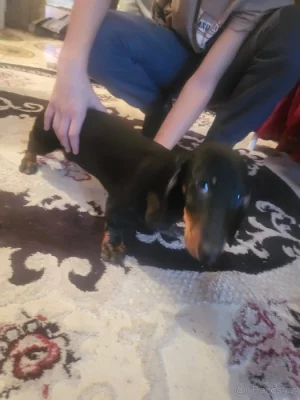 Prodám štěňatka jezevcika