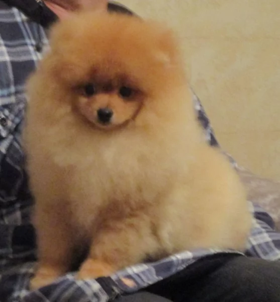 Pomeranian