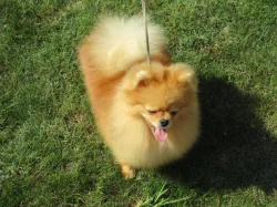 Pomeranian