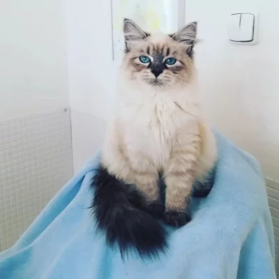 Koťata vzácné Neva Masquerade s PP