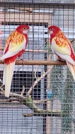 Rosela pestrá rubino