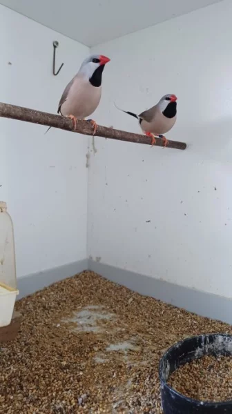 Pásovník dlouhoocasý