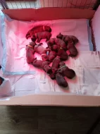 Bullmastif, Bullmastiff, Bulmastif