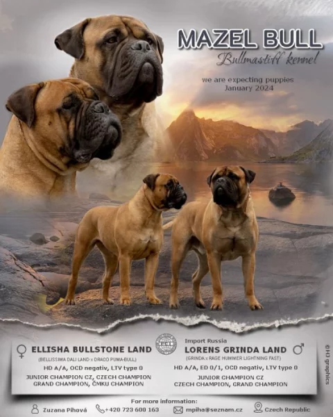 Bullmastif, Bullmastiff, Bulmastif