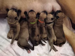 Bullmastif, Bullmastiff, Bulmastif