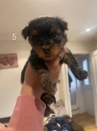 Yorkshire štěňátka