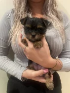 Yorkshire štěňátka