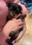 Yorkshire štěňátka