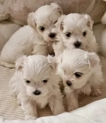 Maltézský psík štěňátka