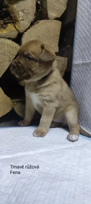 Štěňata Bordeauxská doga- Husky