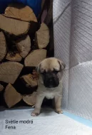 Štěňata Bordeauxská doga- Husky