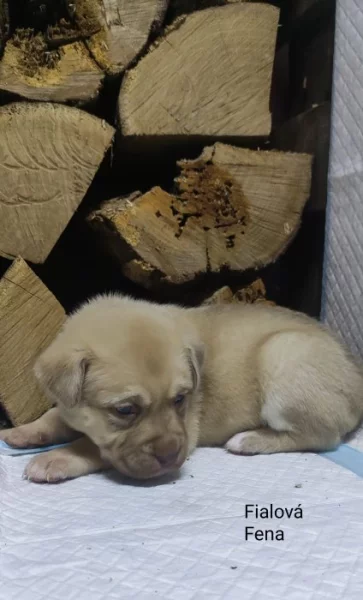 Štěňata Bordeauxská doga- Husky