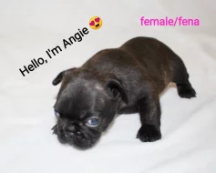 ŠTĚŇÁTKA FRANCOUZSKÝ BULDOČEK S PP (FCI) - REZERVACE