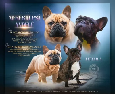 ŠTĚŇÁTKA FRANCOUZSKÝ BULDOČEK S PP (FCI) - REZERVACE