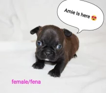 ŠTĚŇÁTKA FRANCOUZSKÝ BULDOČEK S PP (FCI) - REZERVACE