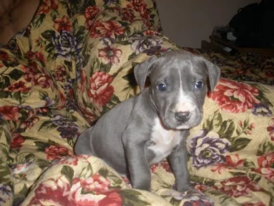 Modrý pejsek a fenka Pitbull k adopci