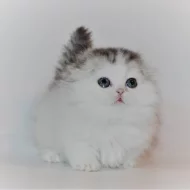 Koťátka Tica Munchkin nyní k dispozici