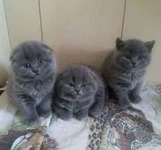 rozkošný skotský fold koťata tica