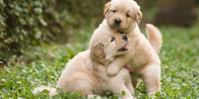 Štěňata zlatého retrívra