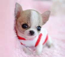 Čistokrevná štěňata čivavy