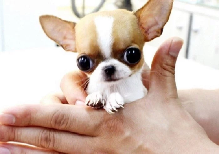 Čistokrevná štěňata čivavy