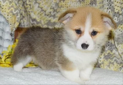 Pembroke štěňata Welsh Corgi