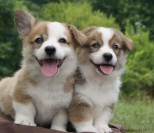 Pembroke štěňata Welsh Corgi