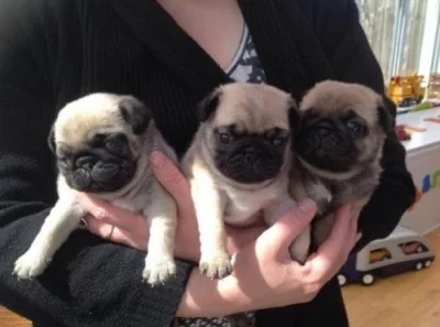 Mops štěňata nyní připraven