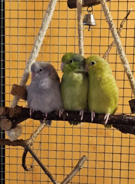 Papoušíček šedokřídlý