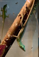 Anolis porcatus