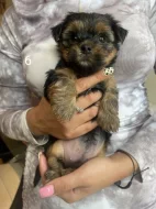 Yorkshire štěňátka