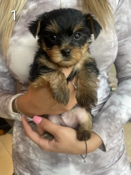 Yorkshire štěňátka