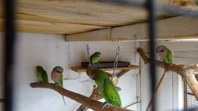 Alexandr vousatý růžový a další