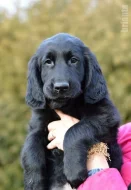 Flat Coated Retriever - černý pejsek s PP