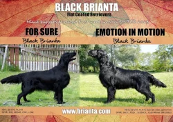 Flat Coated Retriever - černý pejsek s PP