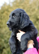 Flat Coated Retriever - černý pejsek s PP