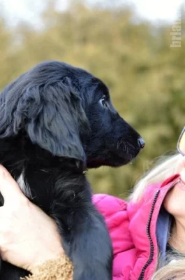Flat Coated Retriever - černý pejsek s PP