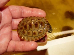 Krátkokrčka červenobřichá (Emydura subglobosa) vlatní odchov