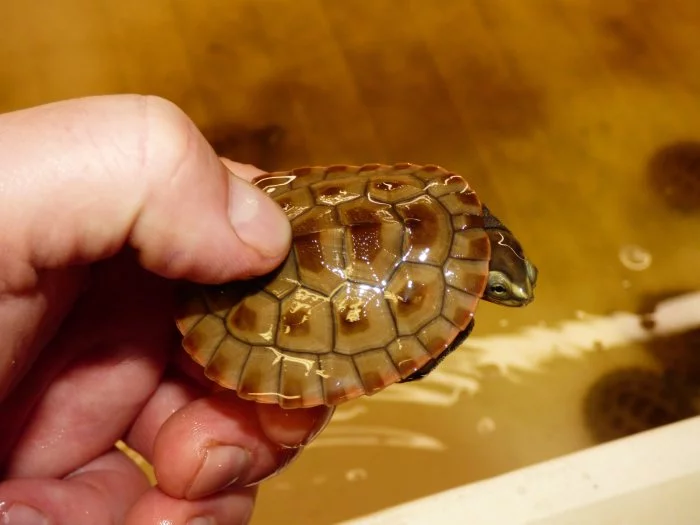 Krátkokrčka červenobřichá (Emydura subglobosa) vlatní odchov