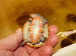 Krátkokrčka červenobřichá (Emydura subglobosa) vlatní odchov