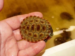 Krátkokrčka červenobřichá (Emydura subglobosa) vlatní odchov