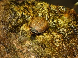 Želva trojkýlná (Mauremys reevesii)