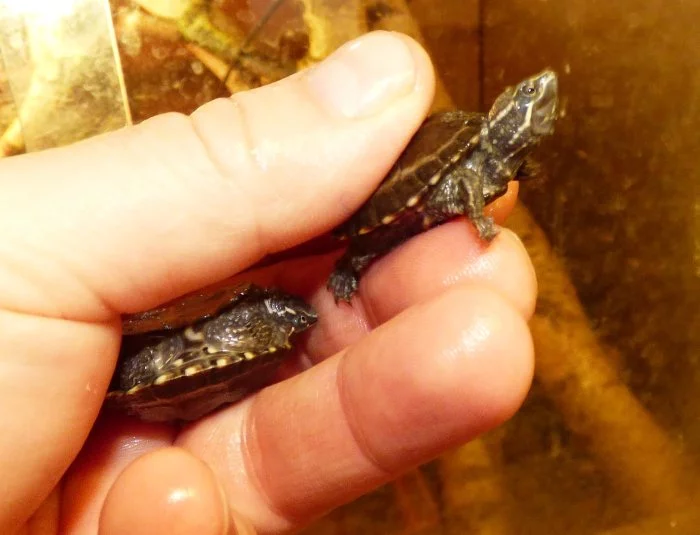 Klapavka obecná (Sternotherus odoratus) vlastní odchov