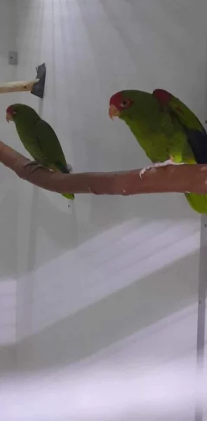 Amazoňan nádherný