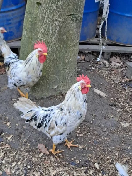 Prodám kohouty - Vlaška Exchequer + další