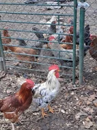 Prodám kohouty - Vlaška Exchequer + další