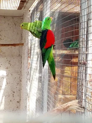 Papoušek Červenokřídlý