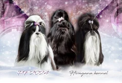 Štěňátka SHIH-TZU s PP- Nabídka