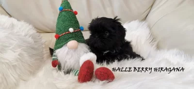 Štěňátka SHIH-TZU s PP- Nabídka